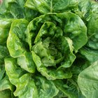 ripe organic green salad Romano