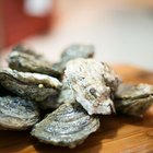 Como armazenar ostras frescas