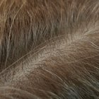 Close up of a comb