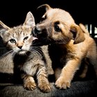 Gato ou cachorro? Defina o melhor animal de estimação para você