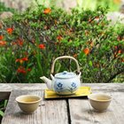 Dez benefícios do chá Ti Kuan Yin