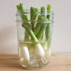 10 vegetales que puedes plantar en tu casa para que nunca te falten en la cocina