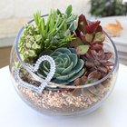 Crie seu próprio terrário de plantas suculentas
