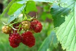 How to Fertilize Raspberry Plants | eHow