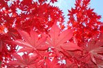 october glory maple vs autumn blaze maple october glory maple vs autumn blaze maple