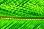 Essay on coconut tree