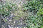 How to Get Rid of Black Mold on a Lawn | eHow