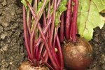 Companion Planting of Turnips | eHow Companion Planting of Turnips | eHow Turnip Companion Plants
