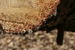sap tree stains concrete oak remove carpet fotolia ehow flowing trimming driveway