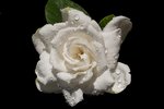 What Can I Do if My Gardenia  Plant Is Wilting  eHow