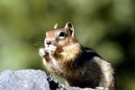 Ways to Deter Chipmunks in the Yard | eHow