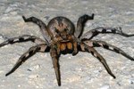Creepy Endangered Spiders