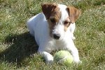 How to Strip a Jack Russell Terrier's Coat