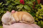 How to Care for a Baby Chihuahua
