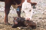 Cow Pregnancy Stages