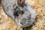 How to Take Care of Dwarf Rabbits