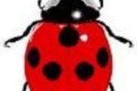 How to Buy Live Ladybugs