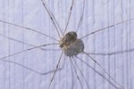 How to Identify Spiders in New Jersey