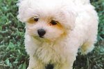 How to Choose a Maltese Puppy