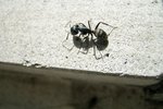 How to Get Rid of Ants on the Roof