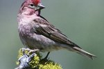 How to Build a Finch Sock Feeder