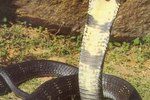 About the World's Most Intelligent Snake