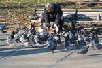 What Not to Feed Pigeons