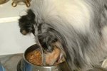 Hypoglycemia Diet for Dogs