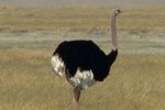 Interesting Facts About Ostriches