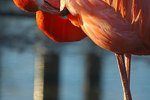 how-flamingo-move