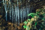 How Do Glow Worms Produce Light?