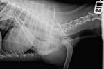 Harmful Effects of X-rays in Dogs