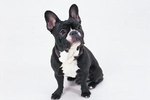 What Are the Treatments for Torticollis in Dogs?