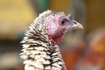 How to Start a Turkey Farm