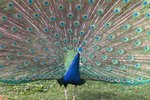 What Kinds of Foods Are Recommended to Feed Peacocks?