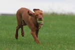 Lameness in Dogs & Tendonitis