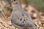 How to Determine the Age of a Mourning Dove Hatchling