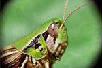 How Do Grasshoppers Hear?