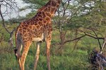 Facts & Information About Giraffes