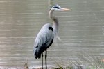 How to Feed the Great Blue Heron