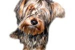 How to Feed Yorkies a Raw Diet