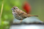 How to Build a Sparrow Bird House