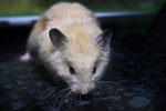 Signs of Rabies in Hamsters