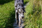 The Best Dry Food for Great Dane Dogs