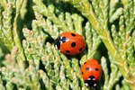 How to Care for Ladybugs Indoors