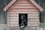 How to Make a Dog House from One Sheet of Wood