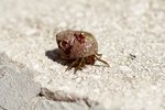 How to Care for a Hermit Crab Found on a Gulf Beach