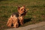 Yorkshire Terriers & Urinary Infections