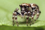 Common Encountered Spiders in Louisiana