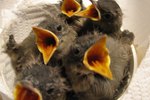 What Do Baby Birds Eat?